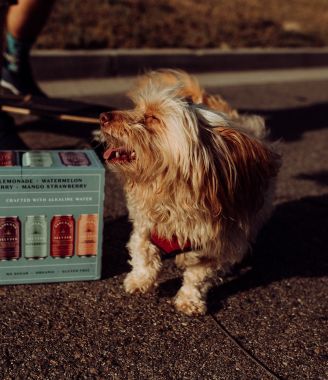 5 Best Wayfair's Top-Rated Products for Spoiled Fur Babies