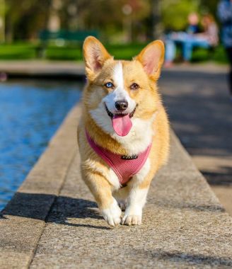 The Top Pet Products From Wayfair For Your Furry Pal