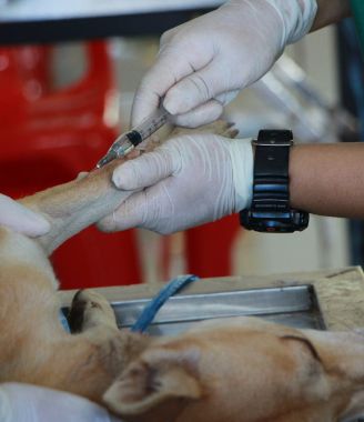 Domyown  5 Dog care Product Every Dog Owner Should  Have