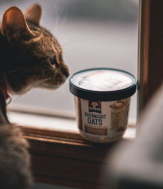 Transform Your Cat's Living Space with DoMyOwn's Top-Notch Equipment